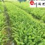 ��ާ���糤�ڹ�Ӧ���ɶ����Ի���ֱ������ާ����������