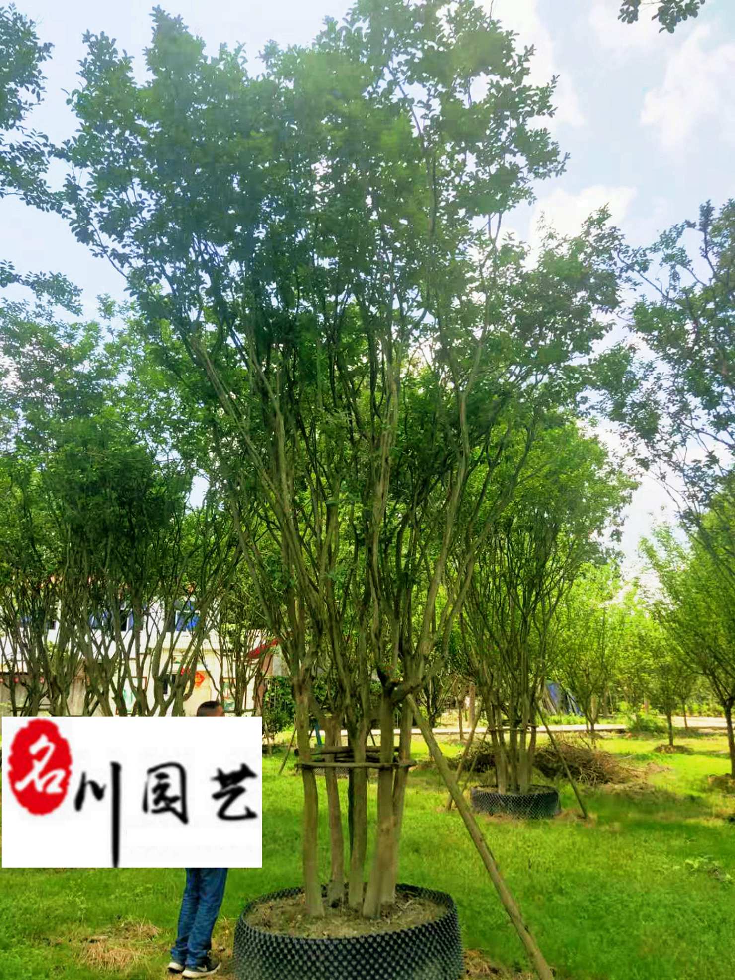 �Ĵ���ޱ��ľ����ֱ����6-20���ִ�����ޱ������ޱ