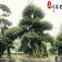 ���������辰���ɶ�������ľ����ֱ�������ž�Ӫ