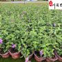 ��ӧ������ֱ��������ӧ���۸��ϻ���ӧ���ػ�����
