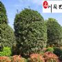 ��Ӧ2-4�׵����𡢾�Ʒ���������������Ż�