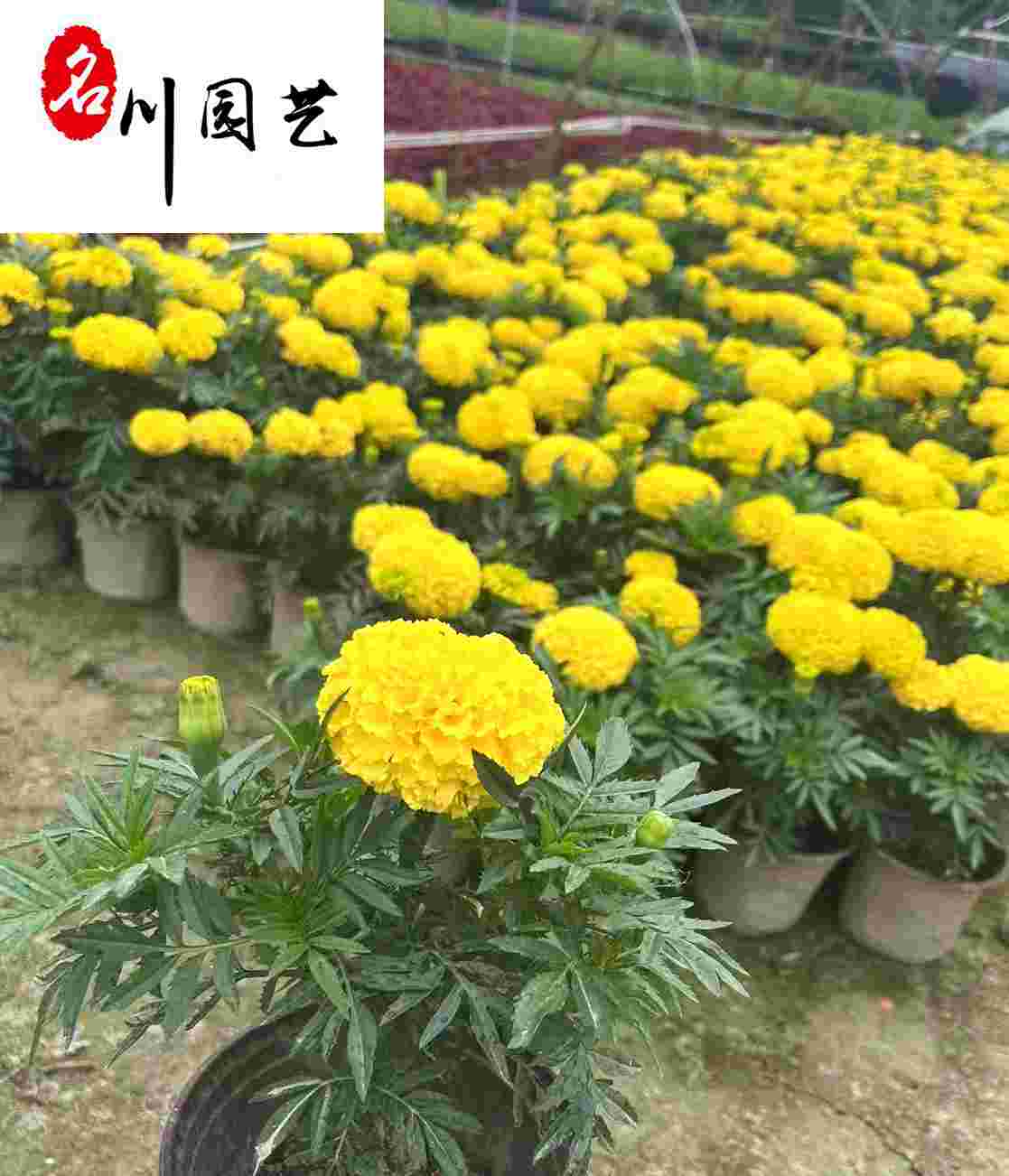 ���پձ��硢������̳������ڡ��ɶ����پ������۸�