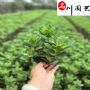 �˱����졢�߶�15-25���֡��˱����������۸�