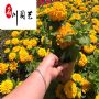 ���վա��ƻ����վա��컨���վա���������Ż�