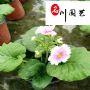 ��ӣ��С��ӣ�ݡ��Ĵ���ӣ�����Ի��������������