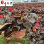 �ȸ纣�Ĵ���۸�20���ֱȸ纣�����硢����ֱ��