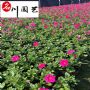 ��ǣţ����ֱ������ǣţ����۸񡢰�ǣţ�ݻ�����