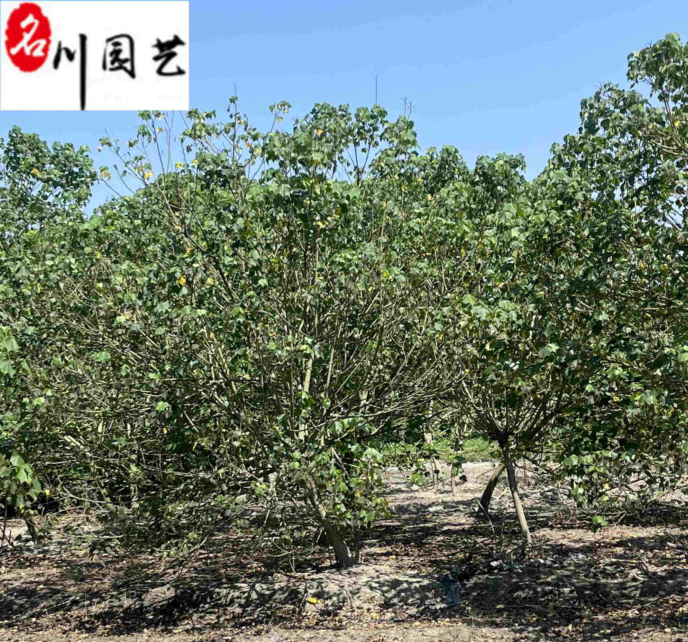 �Ĵ�ľܽ�ػ��ء�6-15����ľܽ�ؼ۸񡢹����̻���ľ