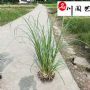 ��Ӧ����έ�����硢ˮ��ֲ�ﰫ��έ����������έ����