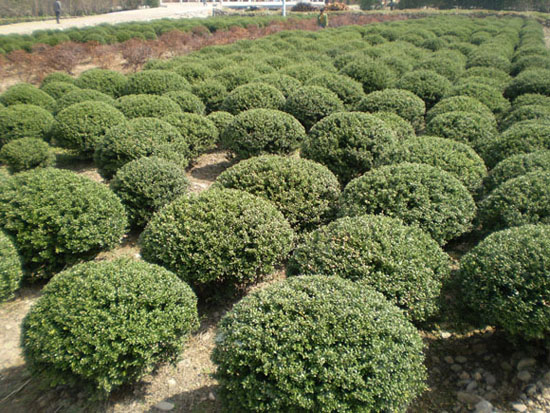 ��Ҷ�����ҶŮ��