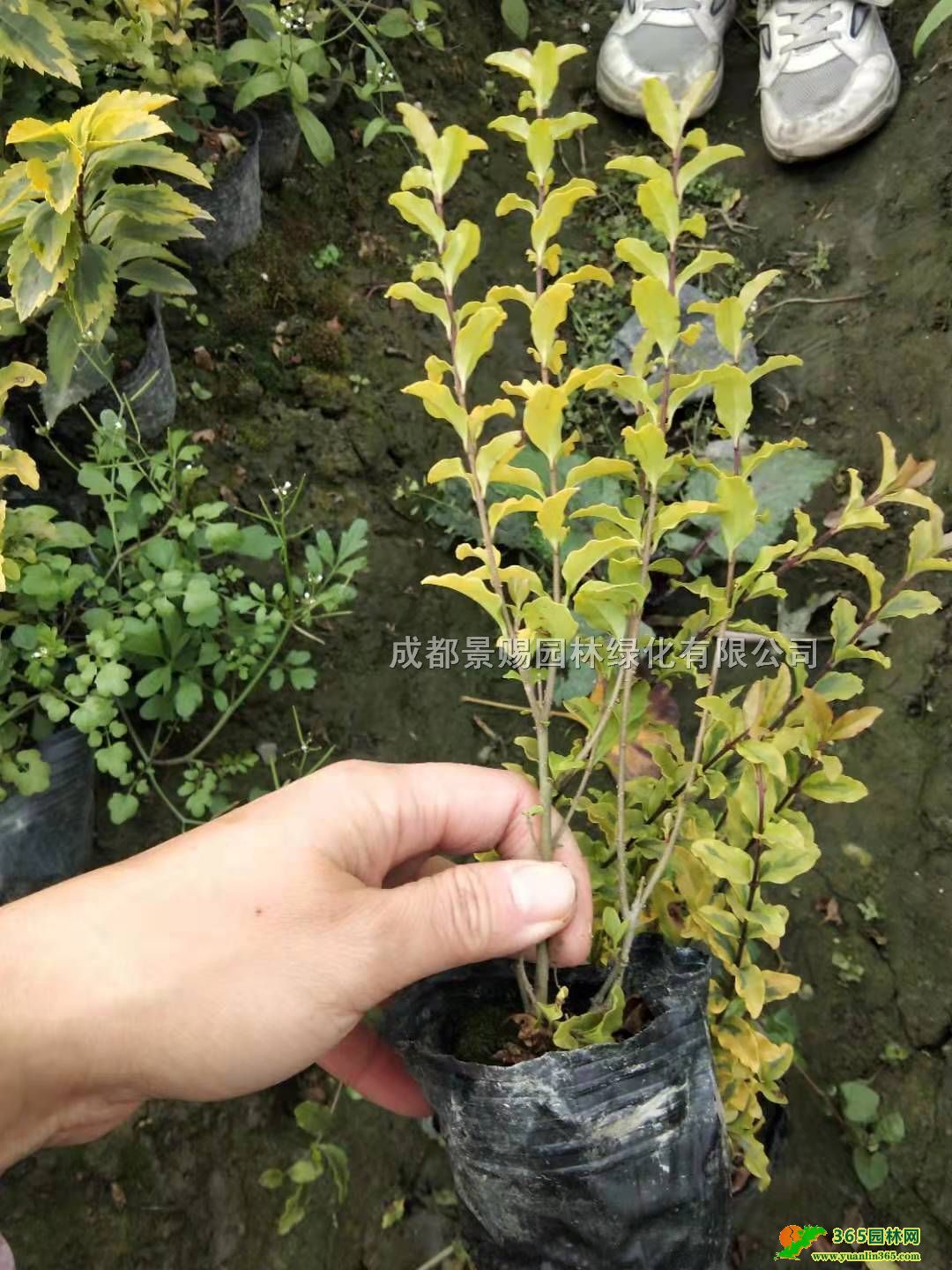 �Ĵ���������16������Ů�ꡢ����Ů�����������Ӧ��С����