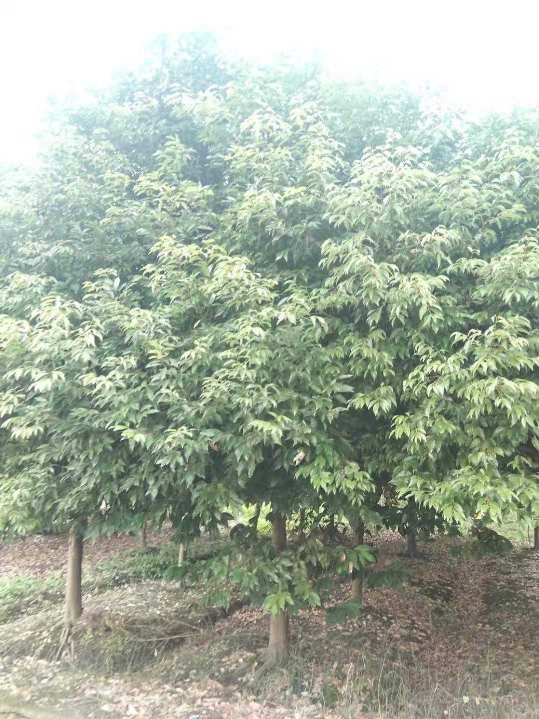 ���ù�����������8-10�������ù��������ء�12-15���ù�