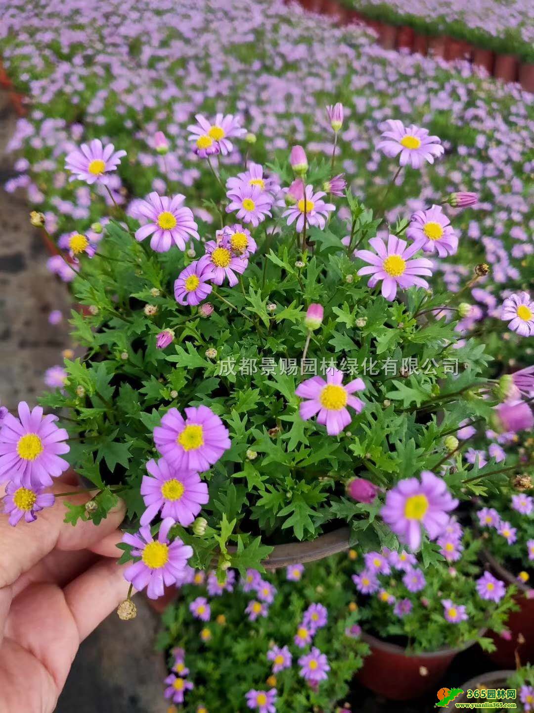 �ɶ���С�ջ��ء�������С��˫ɫ������С�մ󱭳��ۡ����졢�Ĵ�