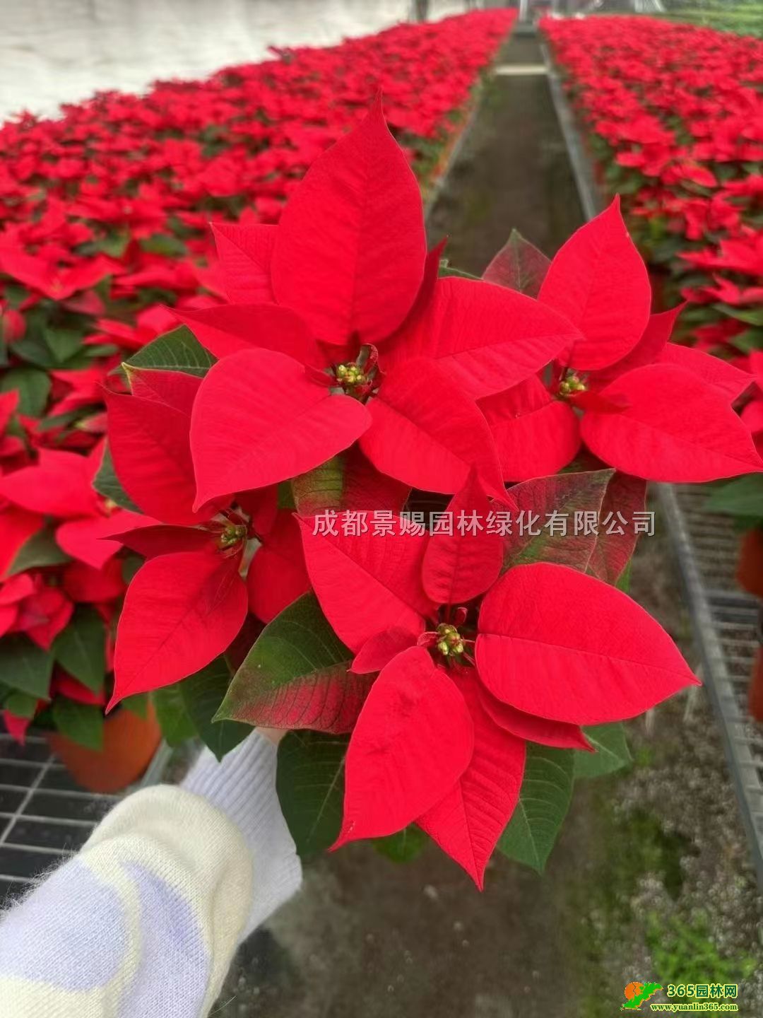 16��һƷ��Ļ��ء�һƷ���̻������硢20-40��һƷ��۸�