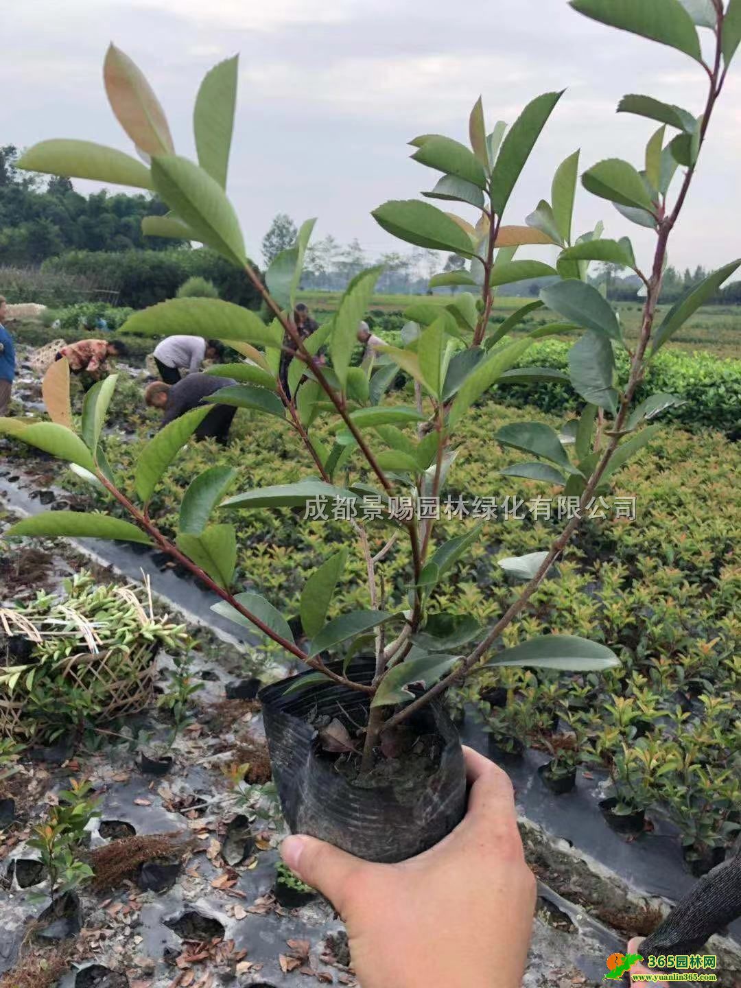 ���졢�Ĵ���Ҷʯ骻��ء�����40-50�ߺ�Ҷʯ骴�����