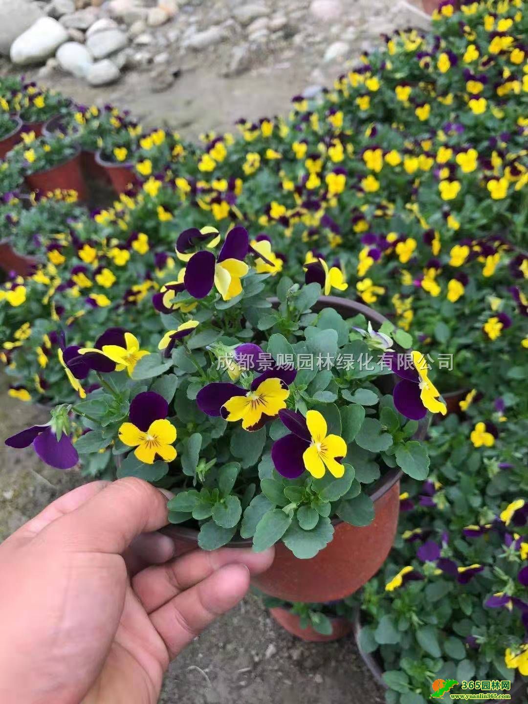 20�߽����������������ء�ֱ���������硢���졢�Ĵ���������