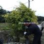 �Ĵ��ɶ��ƽ���������������2-3�׸߻ƽ���������ǧ������