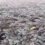 ���ľ������ء����ľ������ء����ľ�����۸�