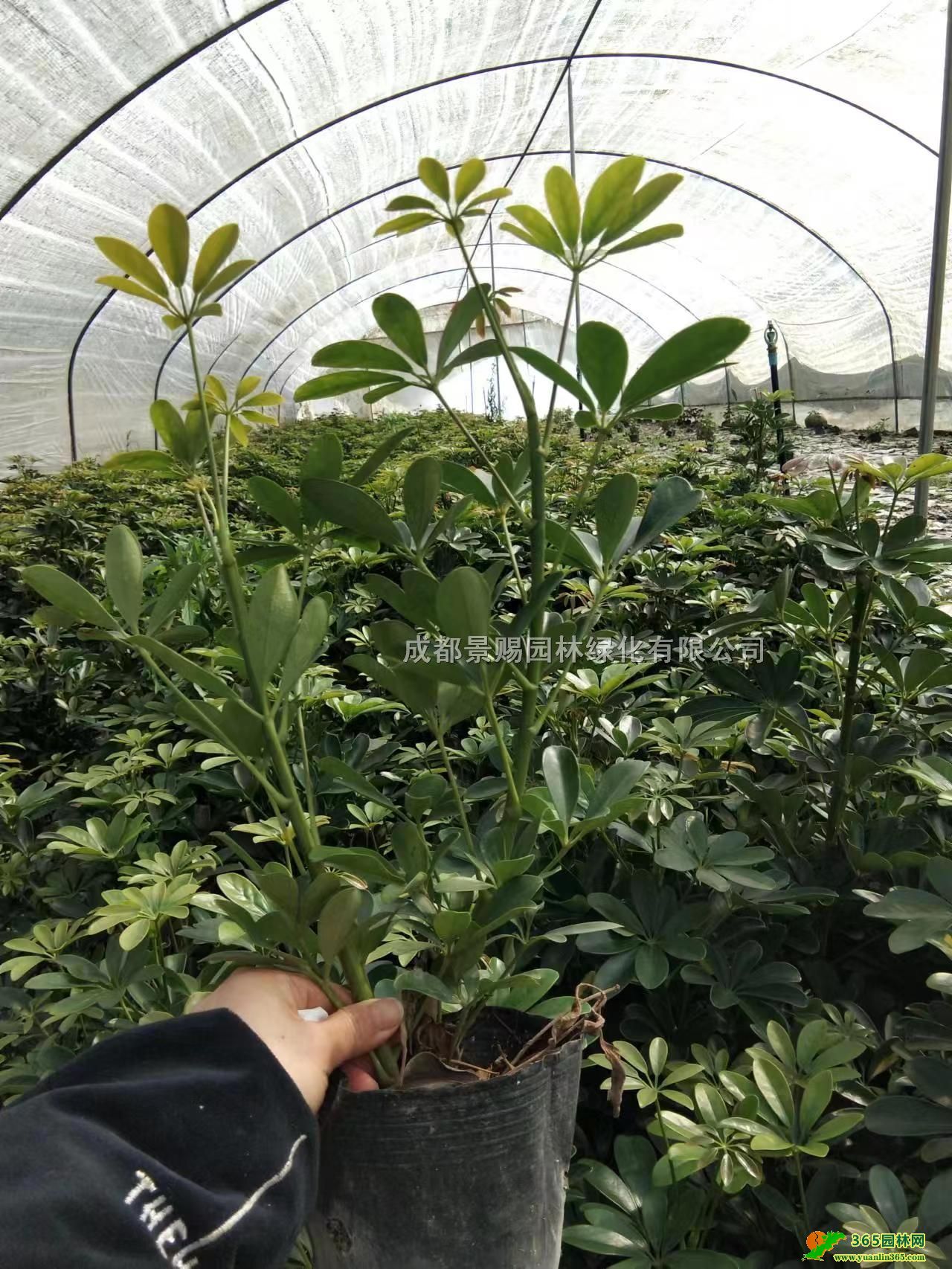 40��Ѽ��ľ�󱭡���׳Ѽ��ľ�����硢�ɶ�Ѽ��ľ������