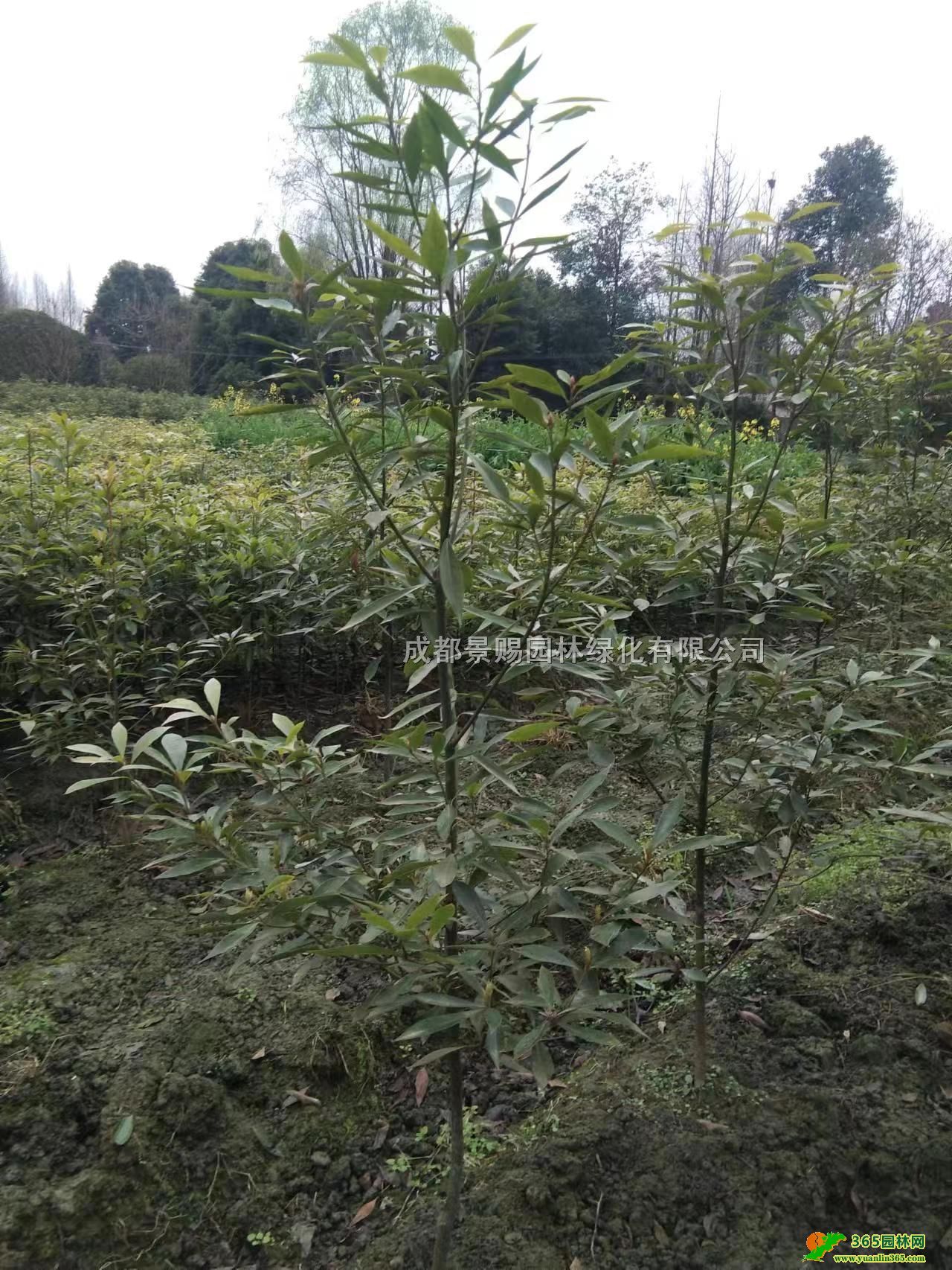 1.2-1.5�׸�СҶ��骱��硢СҶ��������ۡ�СҶ��骻���
