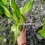 ��Ҷ�������硢��Ҷ�������硢����С���󱭡���������