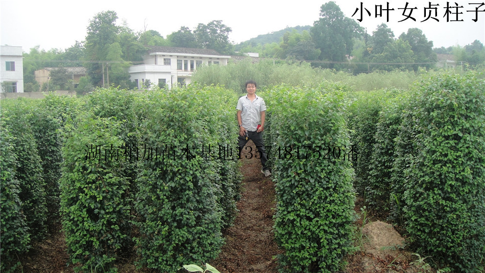 СҶŮ������