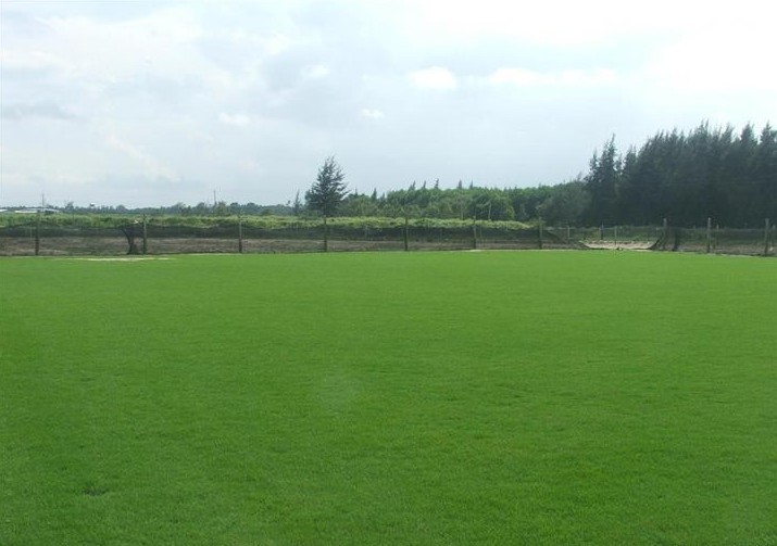 贵州马尼拉草皮价格图片