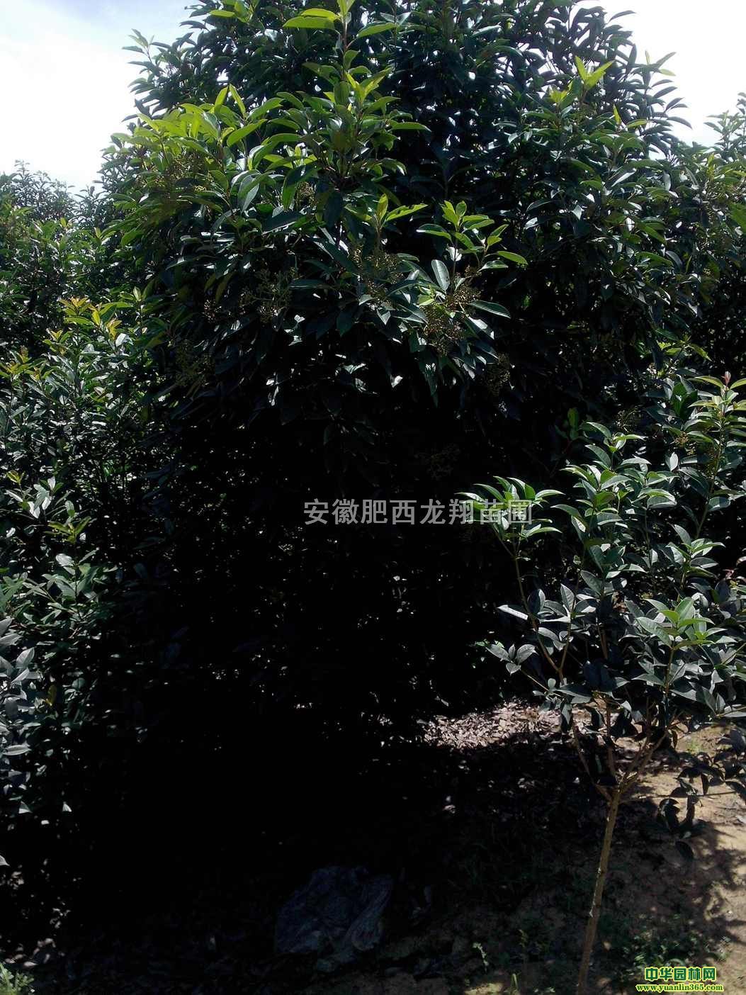 ��ʯ骡���������������ҶŮ�ꡢ��Ҷ���������÷������