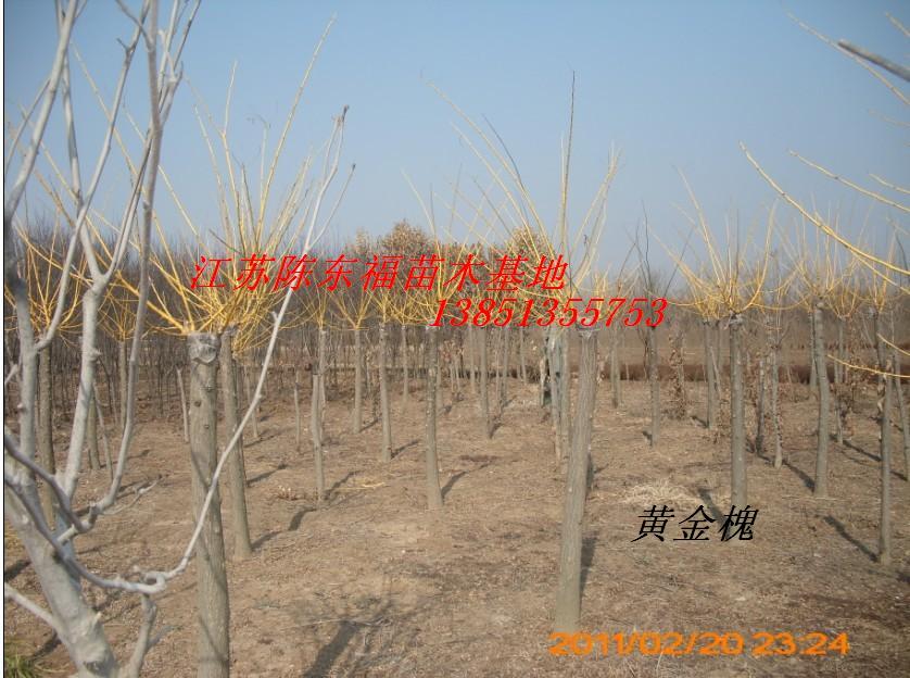 �ƽ�3cm