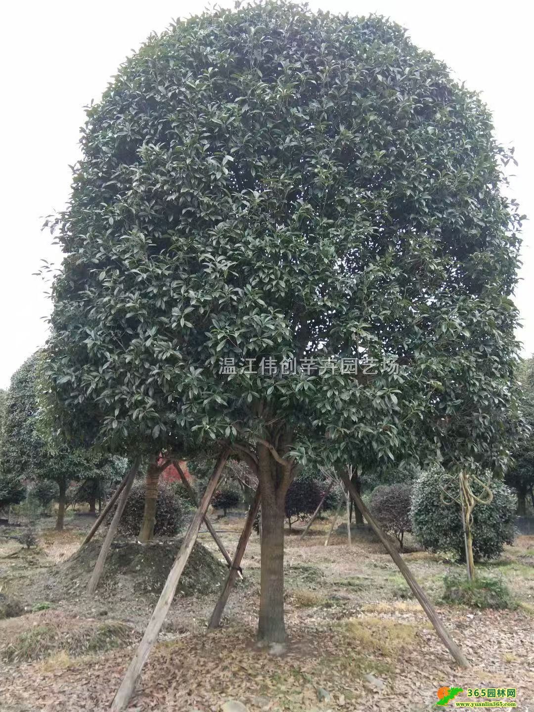 8���ֵ���8���ֵ���ڷ������𹤳��硢����