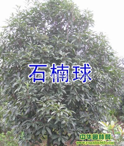 ����,��Ҷ��,��ޱ,��ҶŮ��,��,����ľ,��Ӣ,�컨��ľ