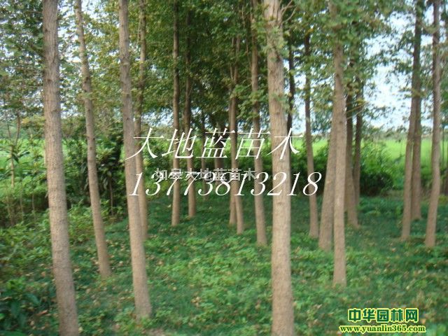 ������5-10-15-20����