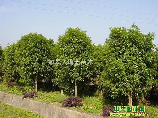 �̻���ľ�𻨡���������ޱ�����ӡ���ͩ.��Ҷ�...