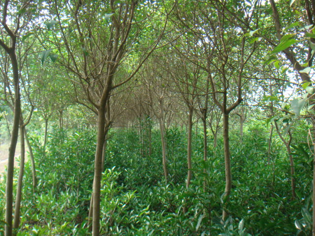 ��ҶŮ�ꡢ�߸�Ů��