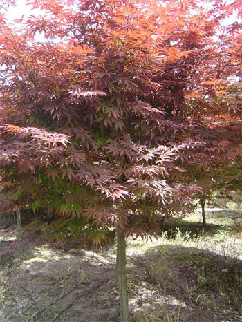 ��צ�ʡ����2-3-4-5����