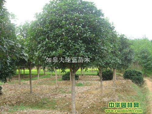 �𻨡���ޱ����������ҶŮ�ꡢ�������ࡢ��ľ