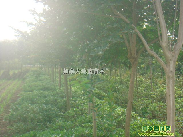 ��ޱ����