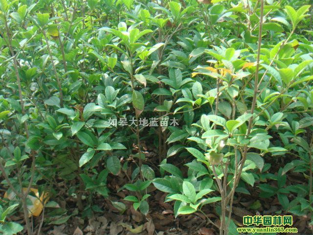 �����硢���˹𻨡���������