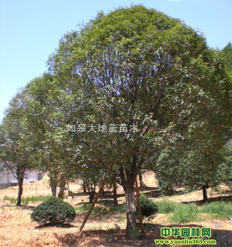 ��ľ�𻨡���������ޱ�����ӡ���ͩ...�������̻���ľ