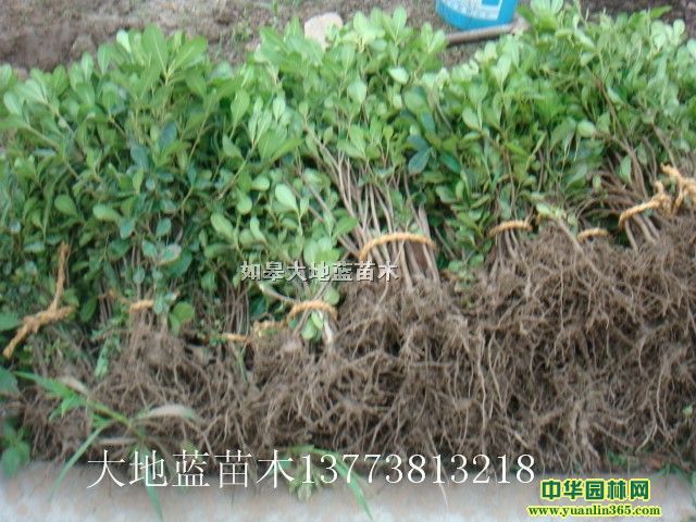 ��ͩ��С��H30-60���֡���15-40����