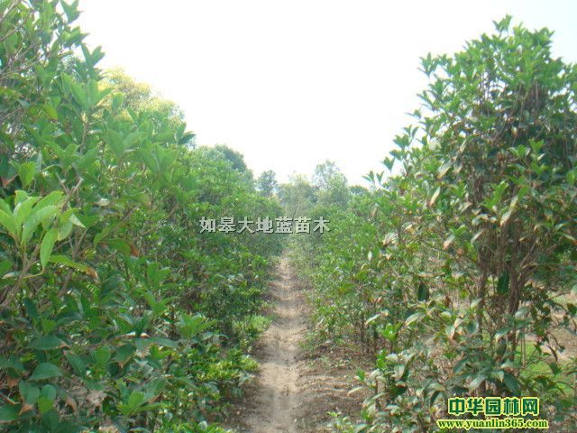 �𻨹�P1-1.2��-P1.5��-P2��