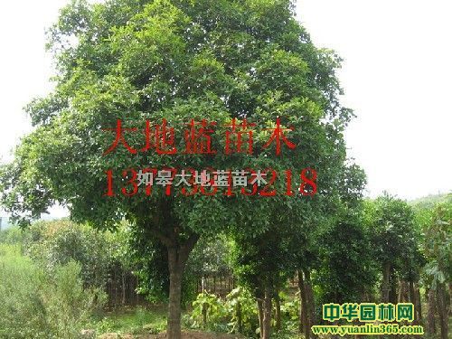 ���P2-2.5-3��