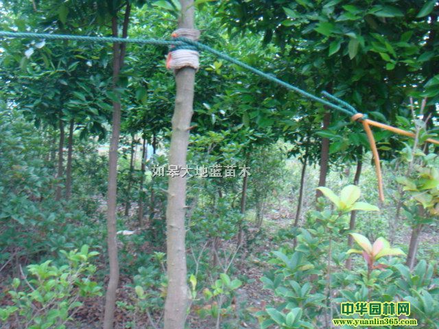 �����׾�4-6����8-10-15����