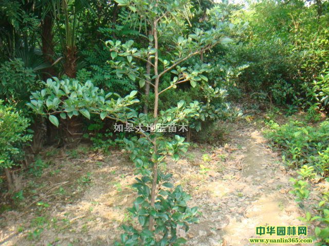 ��ĸ����1�ס�2�ס�3�ס�4����ĸ