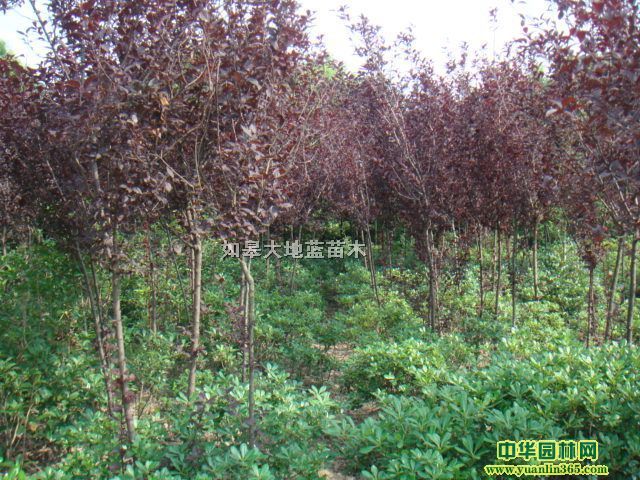 ��Ҷ���Ҷ��