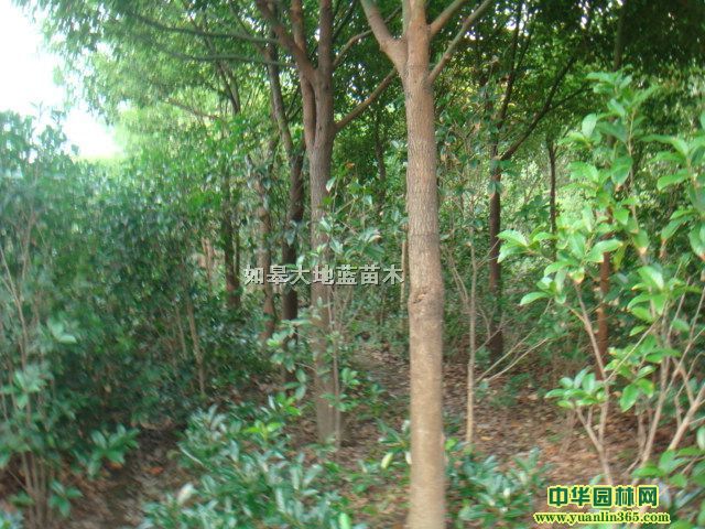 ��÷��������÷��������÷