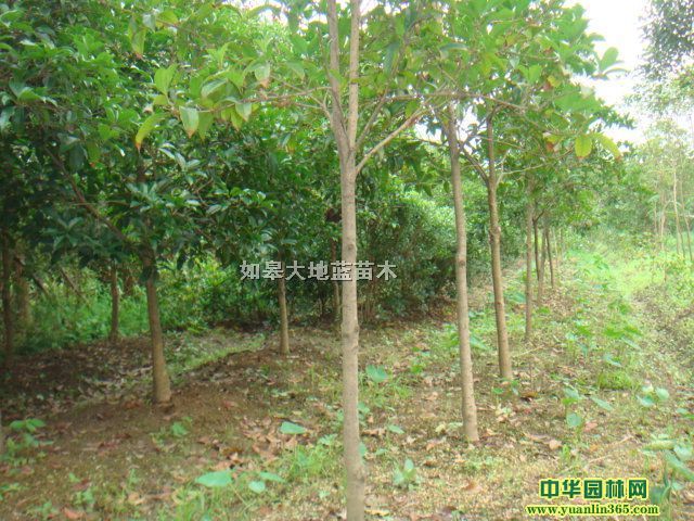 ���˹�D5-6����