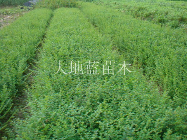 ��Ҷ�硢������