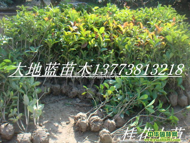 ��С��H50��60��70��80��90��100