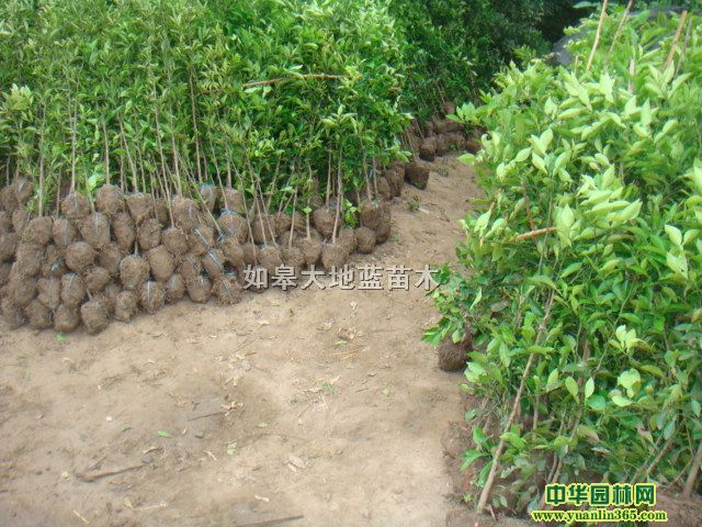 ���������2-3��